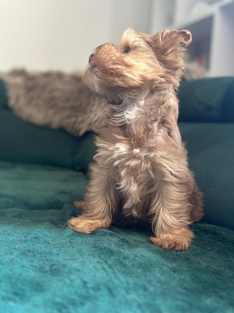 Yorkshire terrier chlopiec