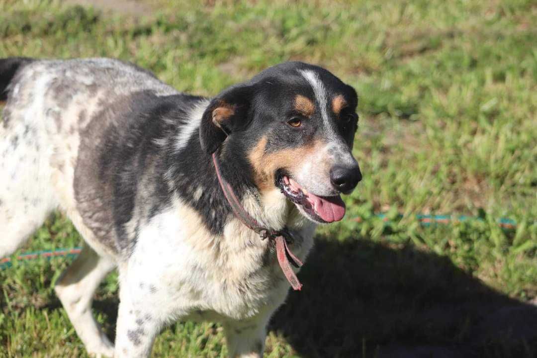 MAX spójrz pokochaj adoptuj