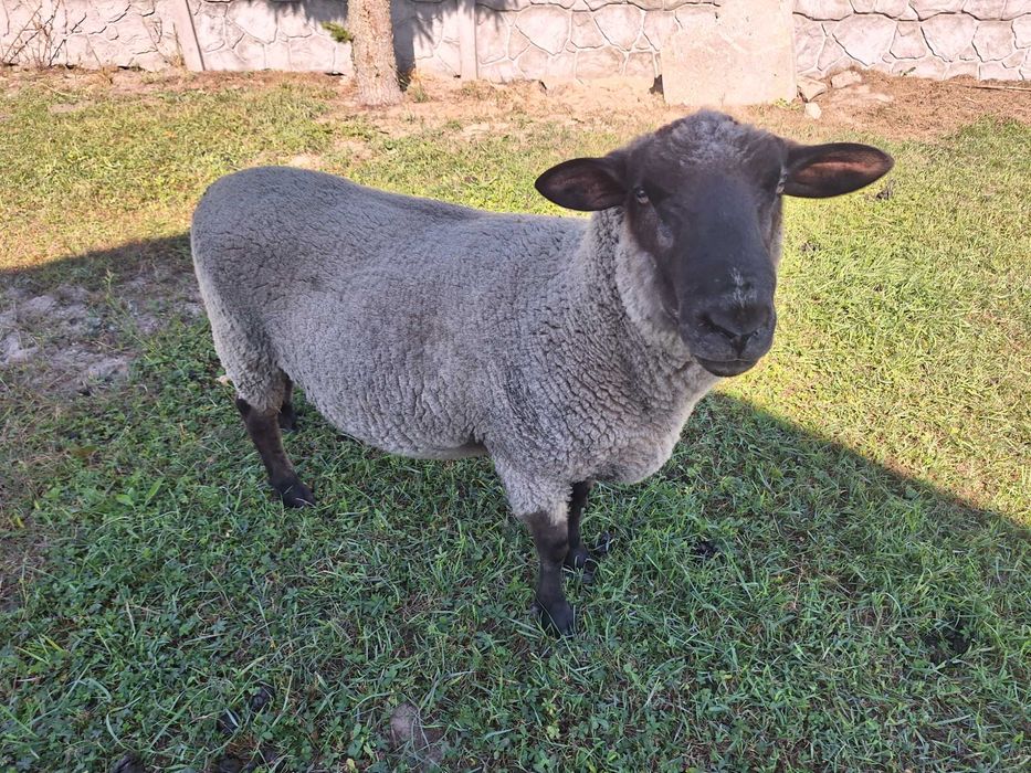 Baran czarnogłówka