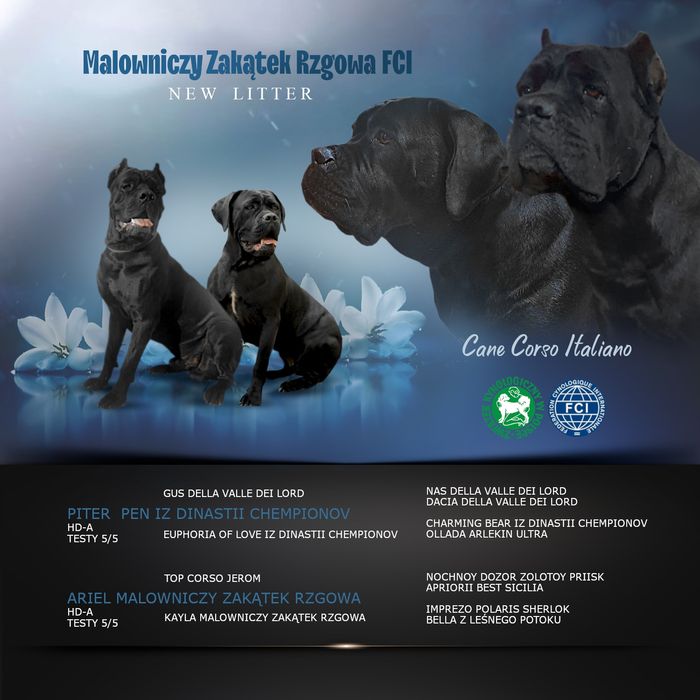 Zapowiedź miotu Cane Corso Italiano FCI