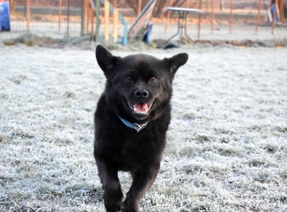 Racuszek 11letni pies do adopcji