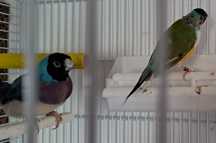 Diamantes gould casal