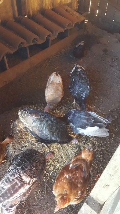 Vendo casais de perus e machos de sudosas castanhas