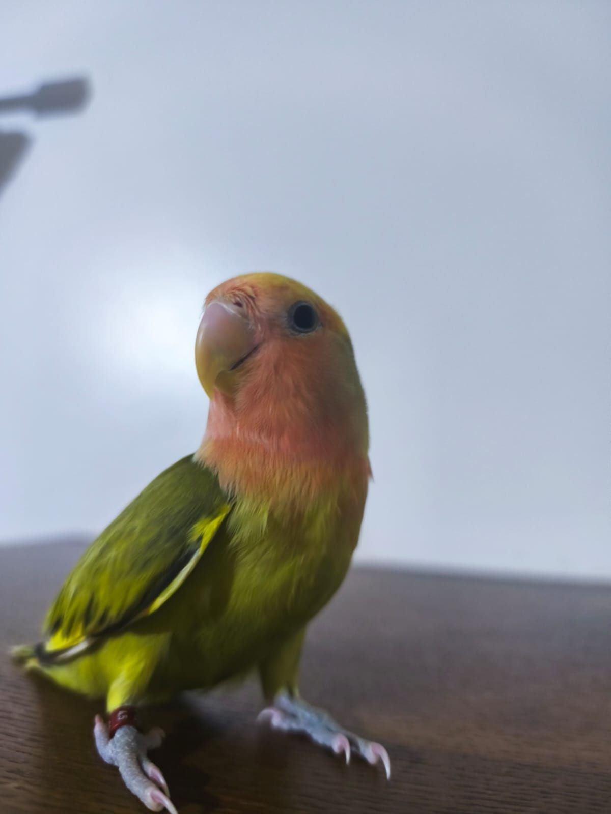 Agapornis Domesticado