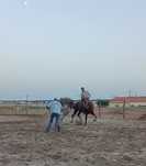 Cavalo 6 anos  engatado e montado