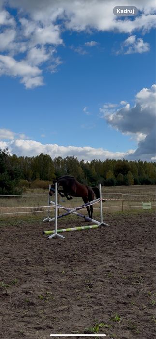 Klacz prospekt sportowy wkkw skoki