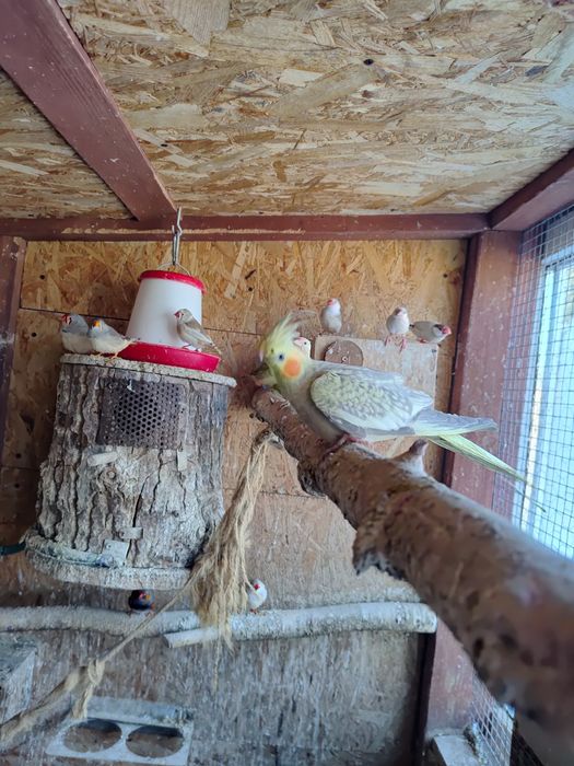 Papuga Nimfa - młoda