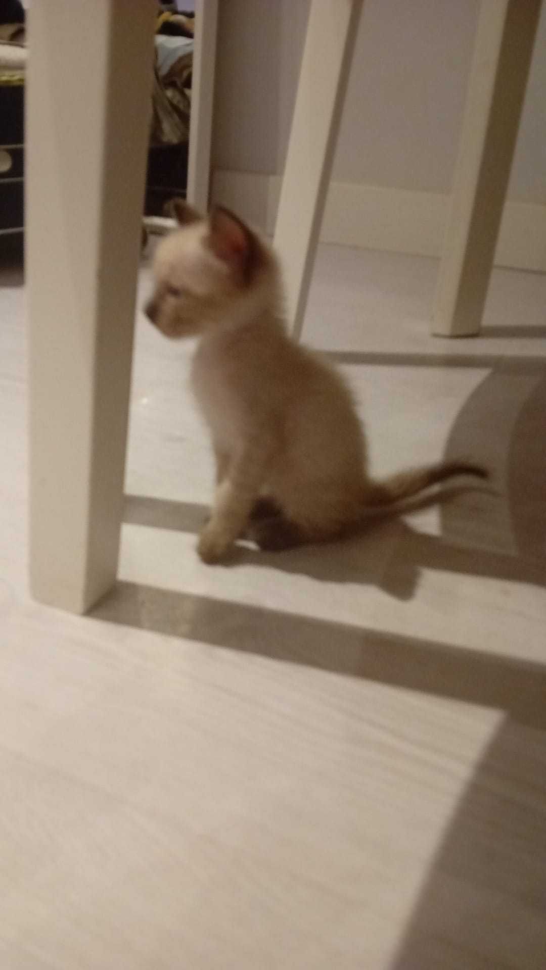 Dão-se gatinhos 6 semanas