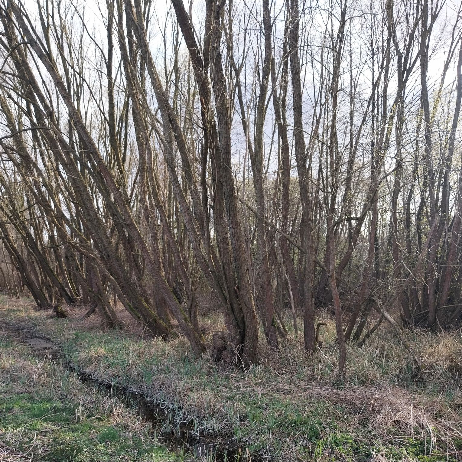 Oddam drewno za wycinkę, powierzchnia to 0,8ha, d