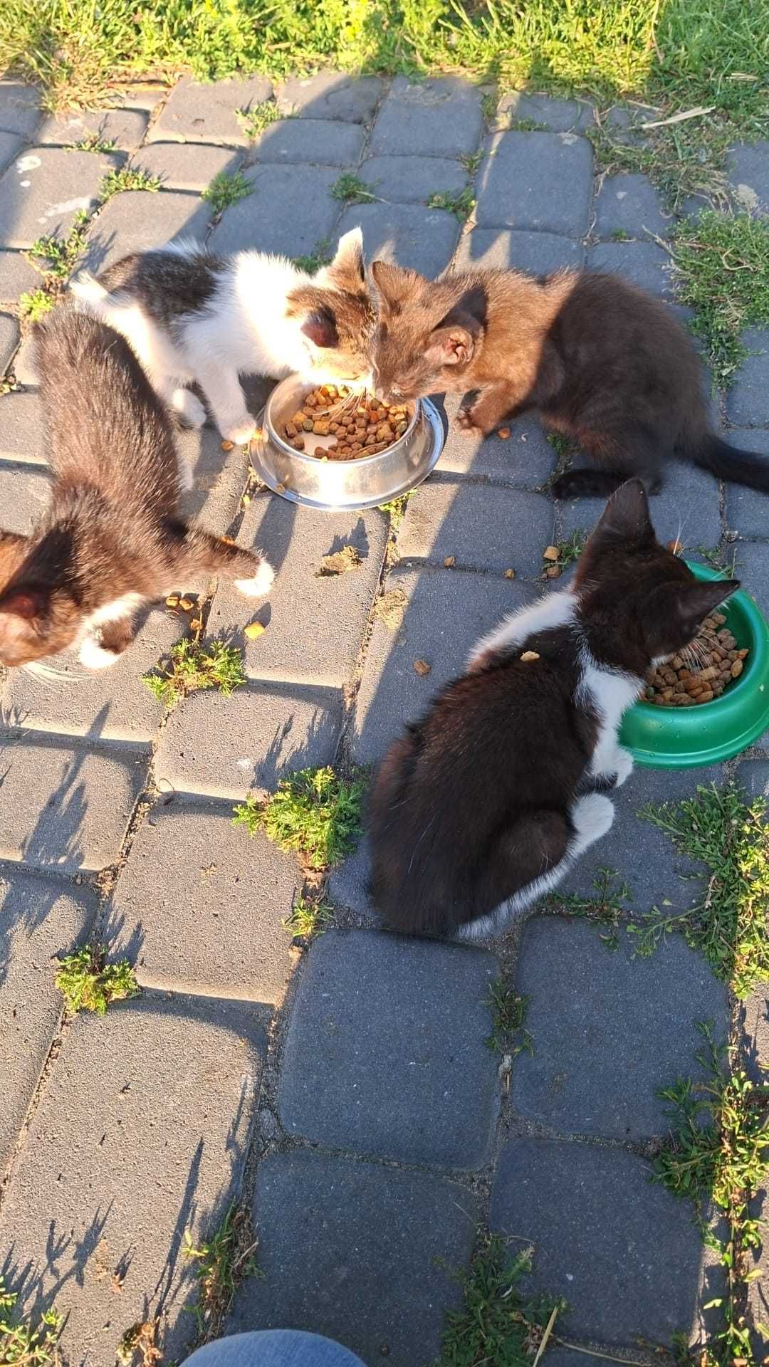 Oddam kotki w dobre ręce.