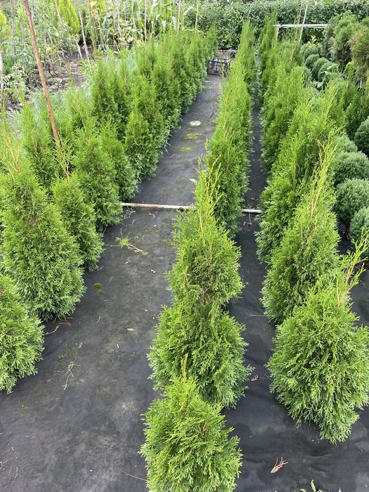 Хвойні рослини для ландшафтного дизайну !!!