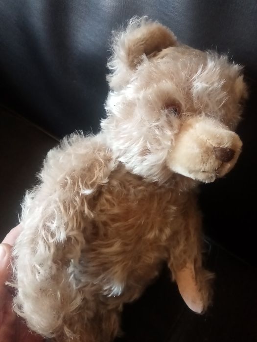 Miś Steiff trociniak twardy , z maszynka do mruczenia sprawna XXw 30cm