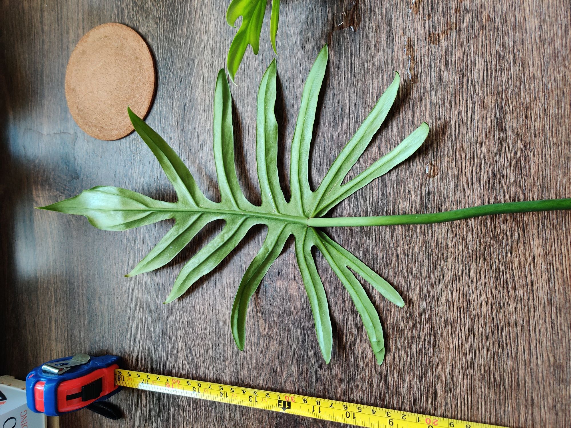 Philodendron Elegans