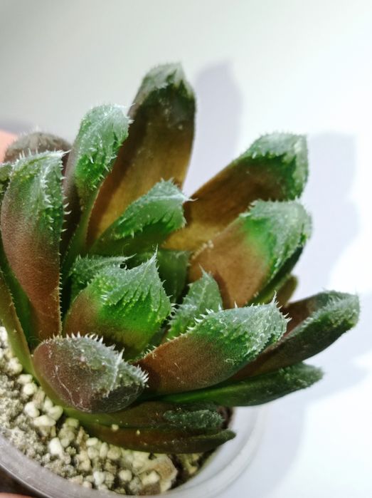 Haworthia cv.Kira