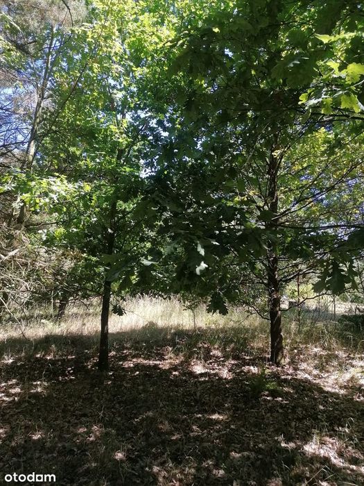 Ładna działka budowlana w lesie nad Jeziorem Tuczno