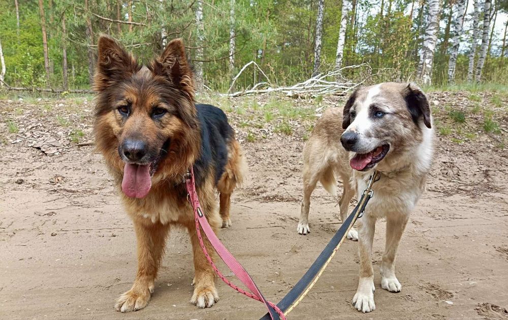 Bolek i Lola szukają wspólnego domu