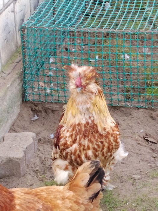 Koguty kolorowe ozdobne