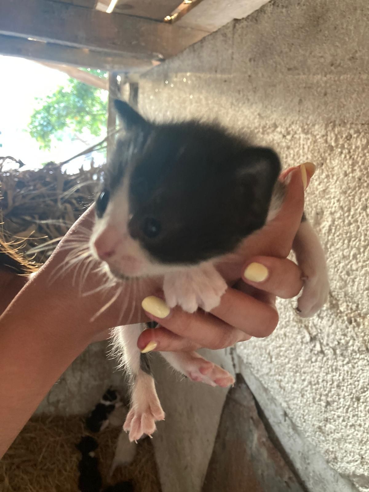 6 gatinhos para adoção