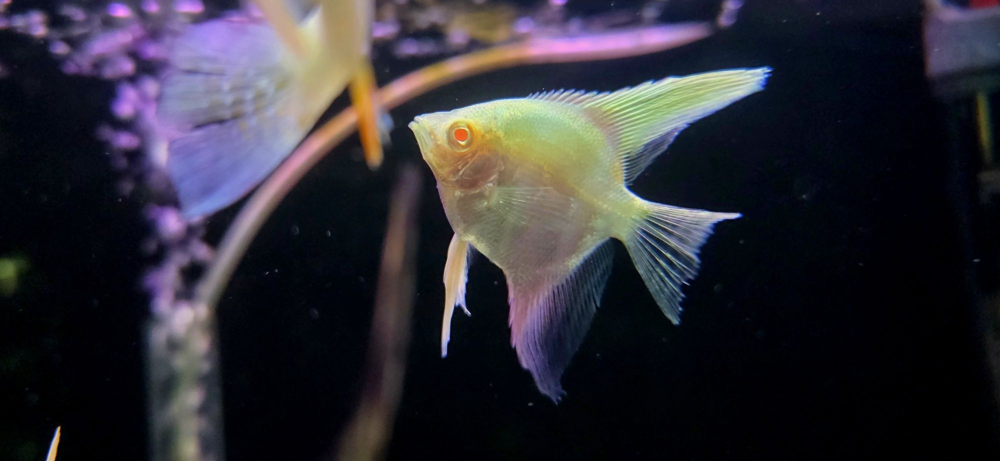 Skalar manacapuru albino