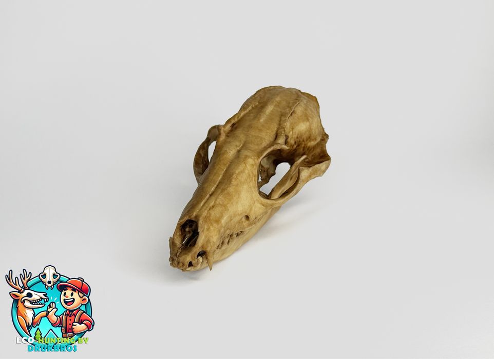 Czaszka lisa/trofeum/replika/dekoracja/ozdoba