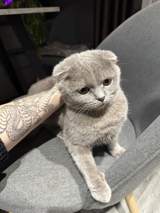 Кошка выслоухая