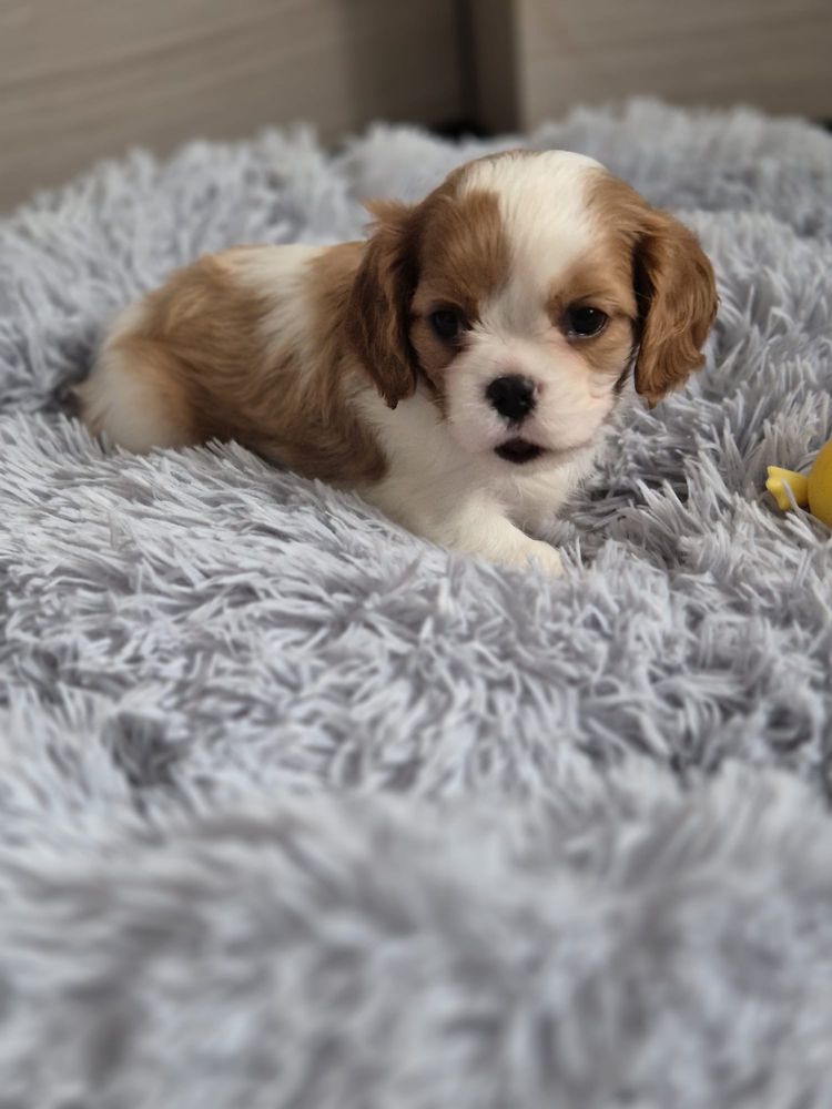 Cavalier King Charles Spaniel - suczka blenheim