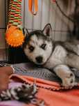 Szczenię, szczeniak Siberian Husky