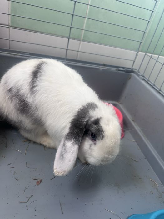 Coelhos fémeas (2 irmãs)