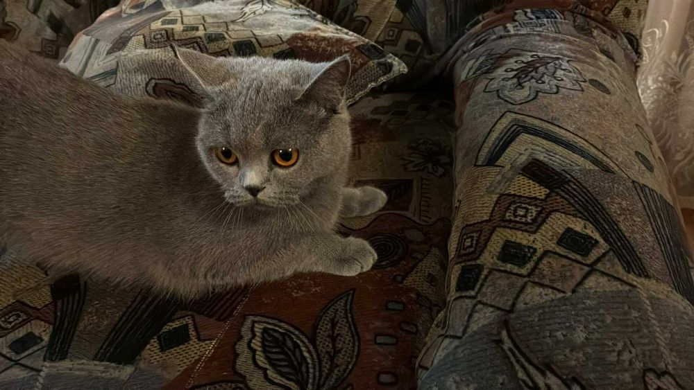 Kotka Brytyjska - sprzedam