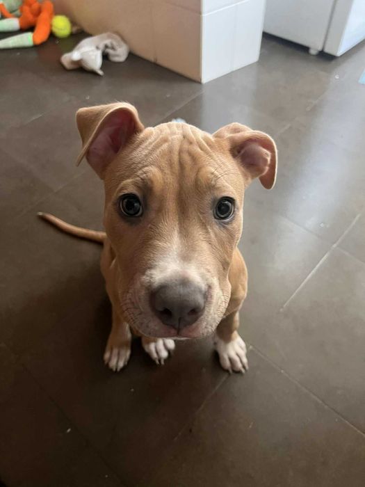 Pittbull á procura de novo lar