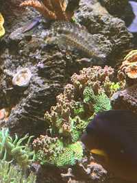 Acropora hyacytnhus koralowiec morski hiacyntus