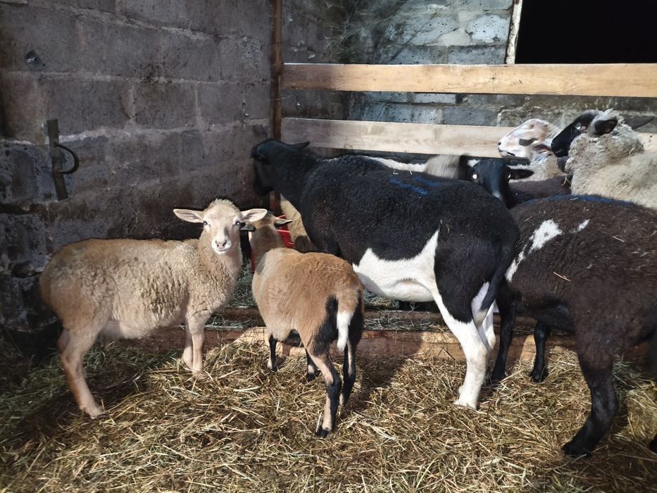 Owieczki Baranek Młode Baran Owca