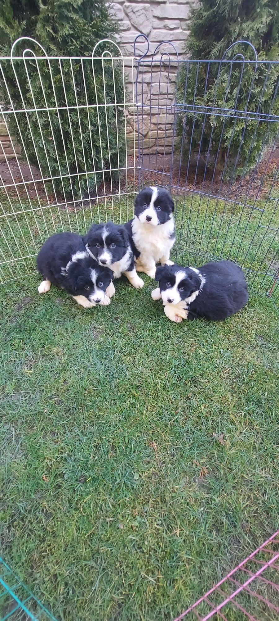 Border collie szczeniak!