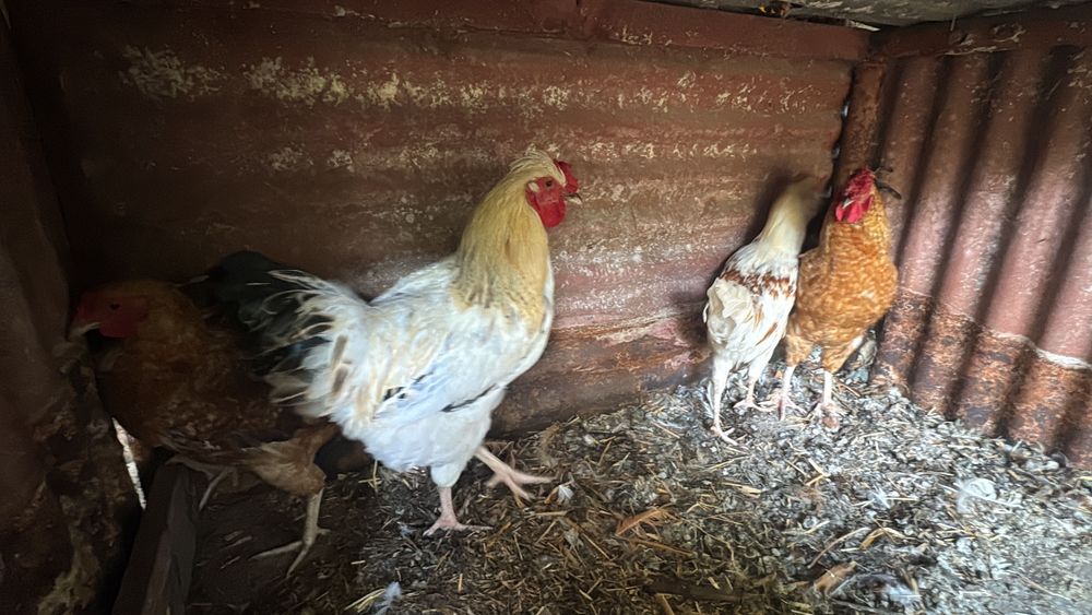 Galos de raça para venda e troca