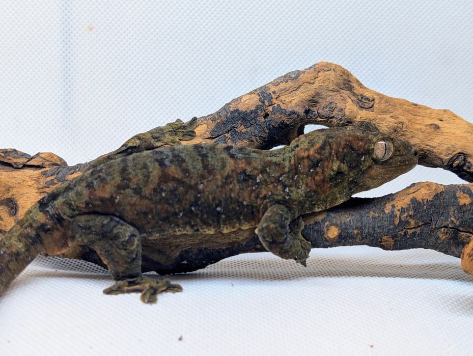 Gekon omszały samiec maindland Black week