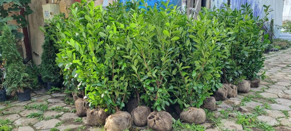 Laurowiśnia Novita - Bardzo Duże Sadzonki