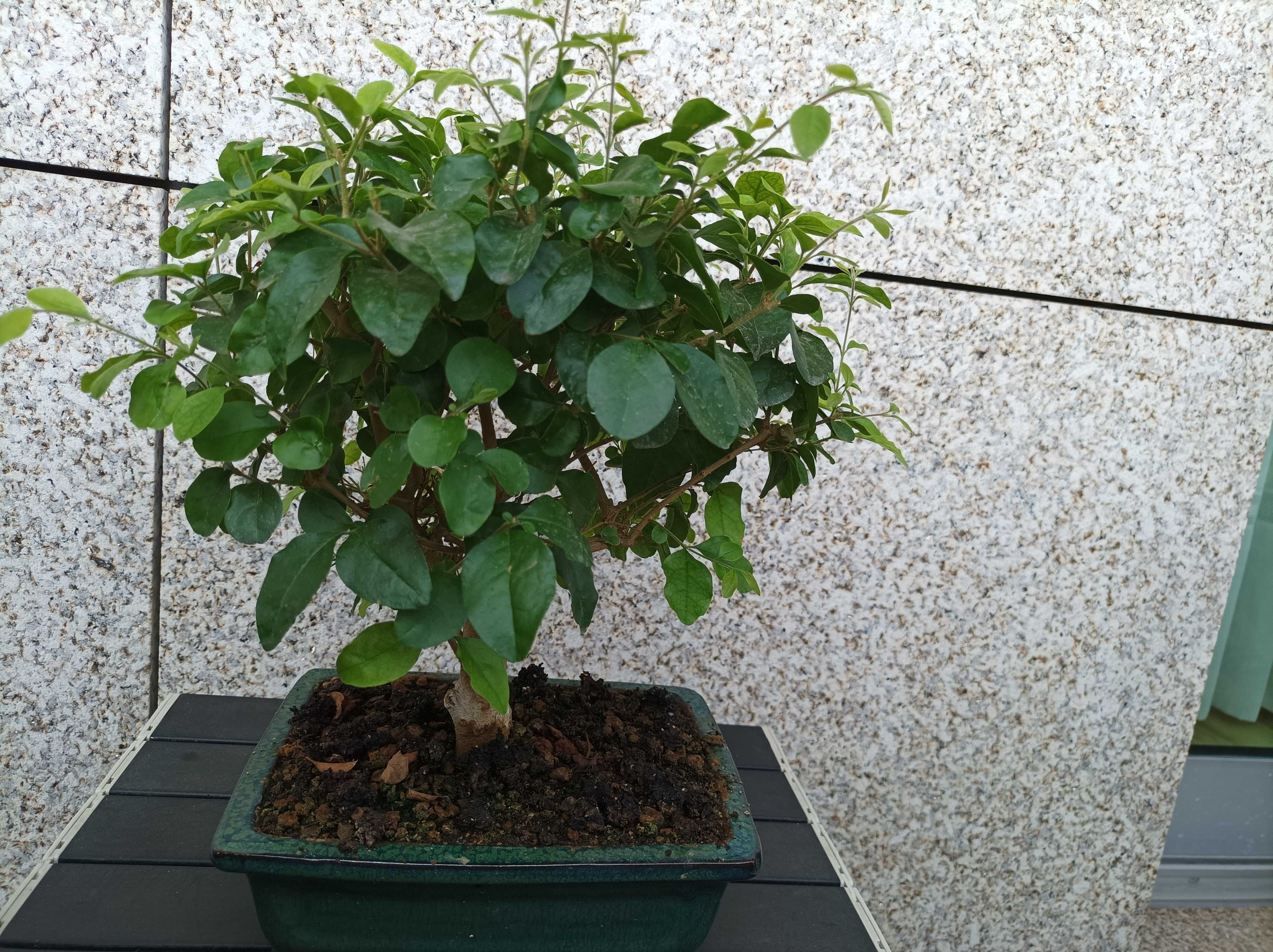 Bonsai Ligustrum - 7 anos
