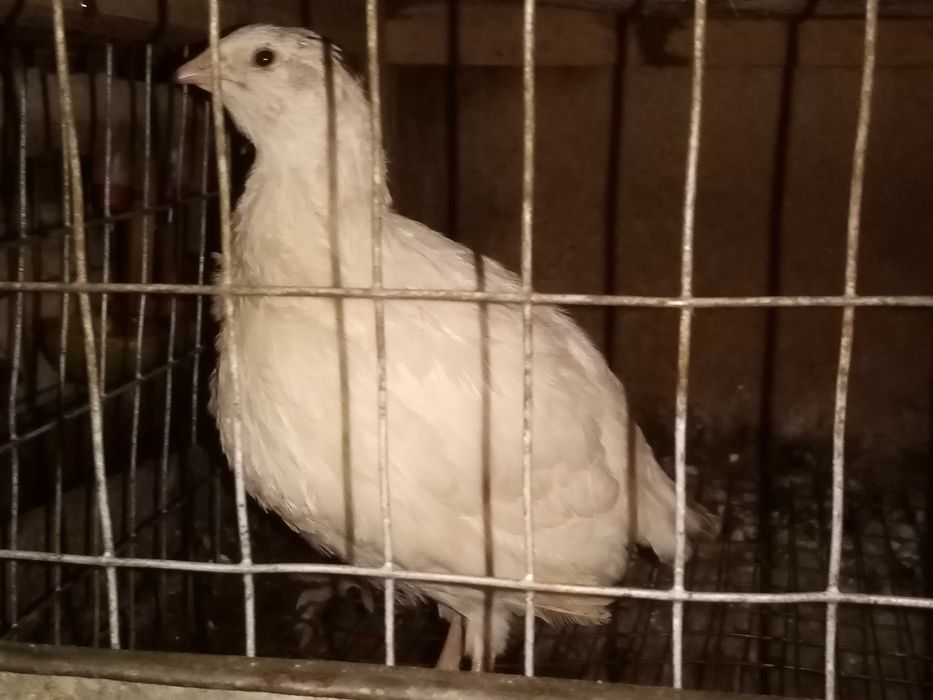 Пропоную техаського перепела. ІЯ