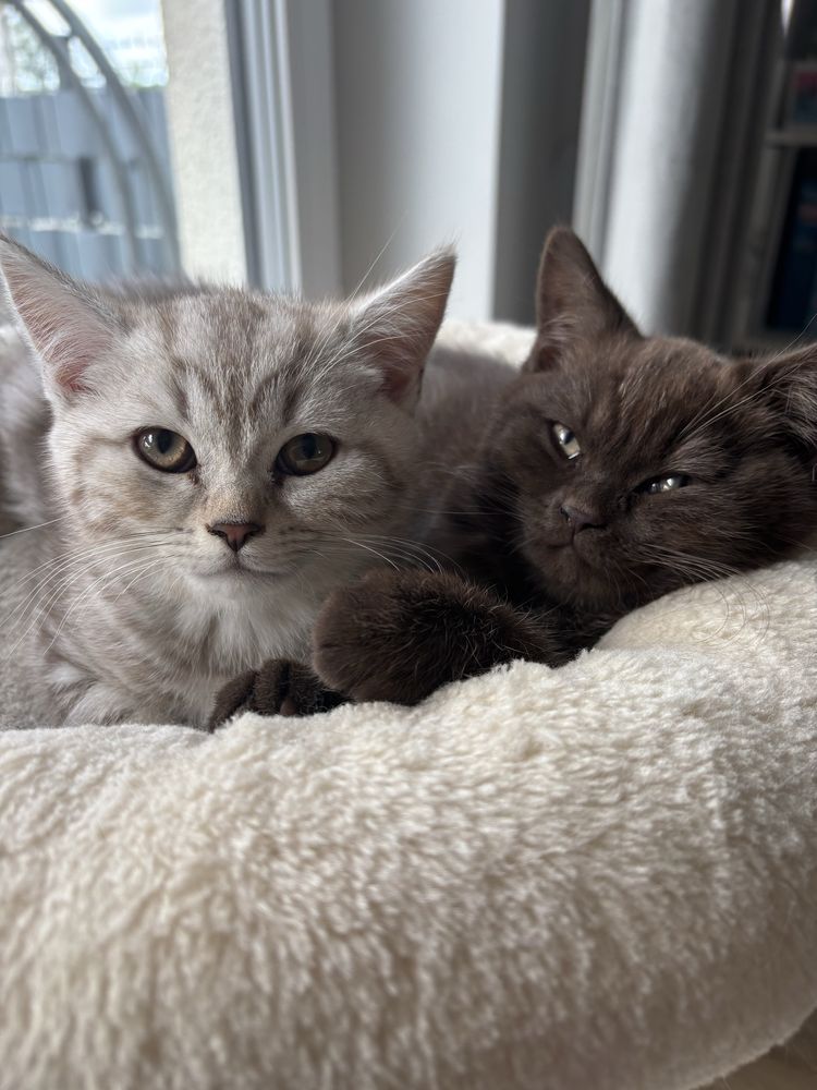 Kocurek brytyjski krótkowłosy whiskas