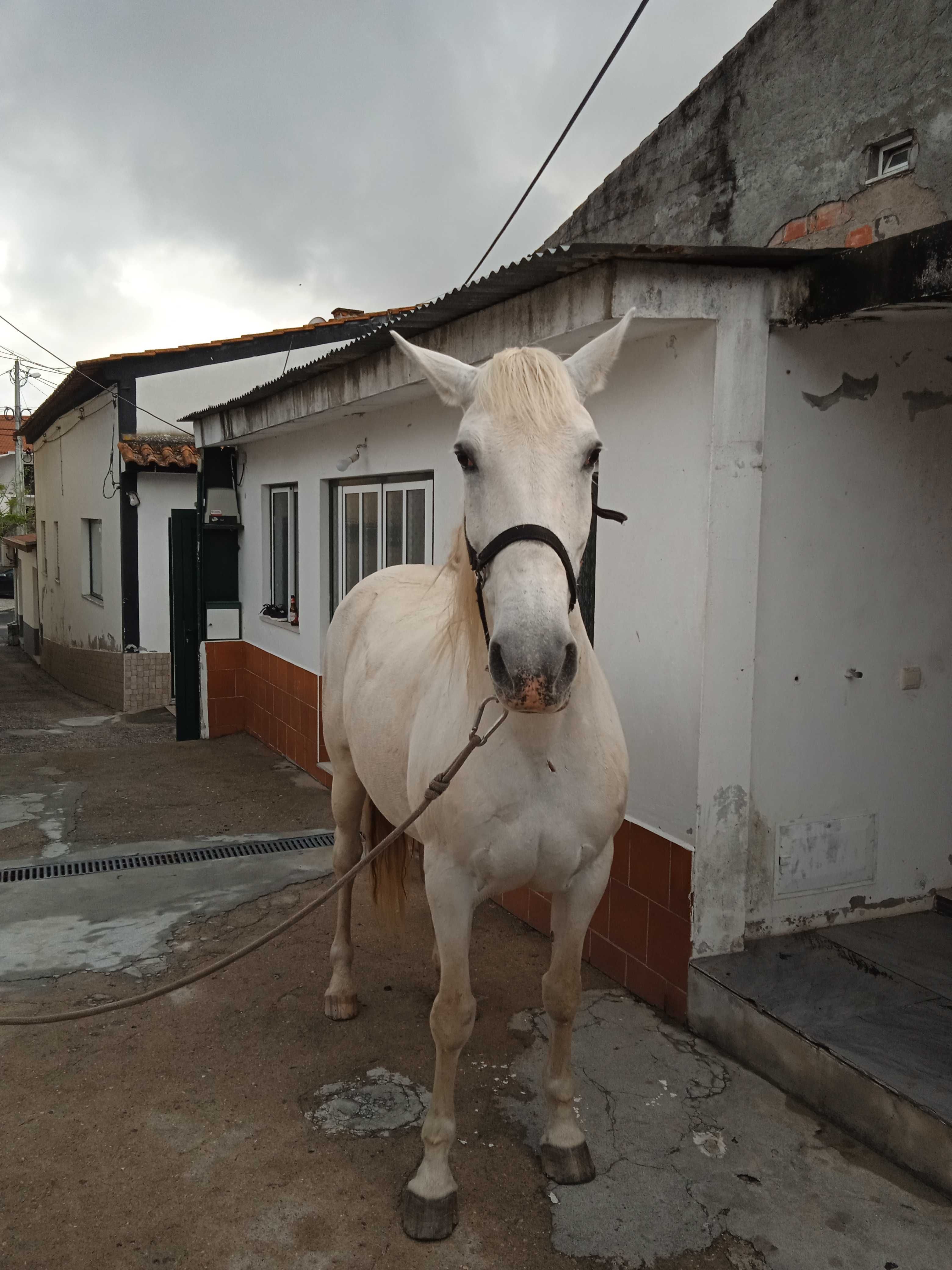 Égua Lusitana, meiga e dócil