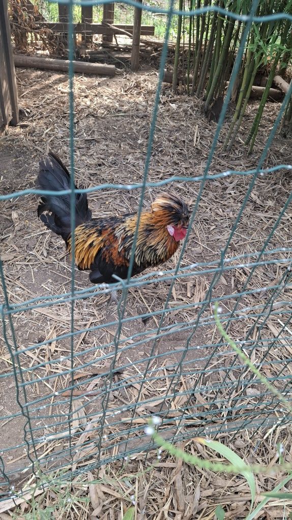 Galo de paduana com 1 ano