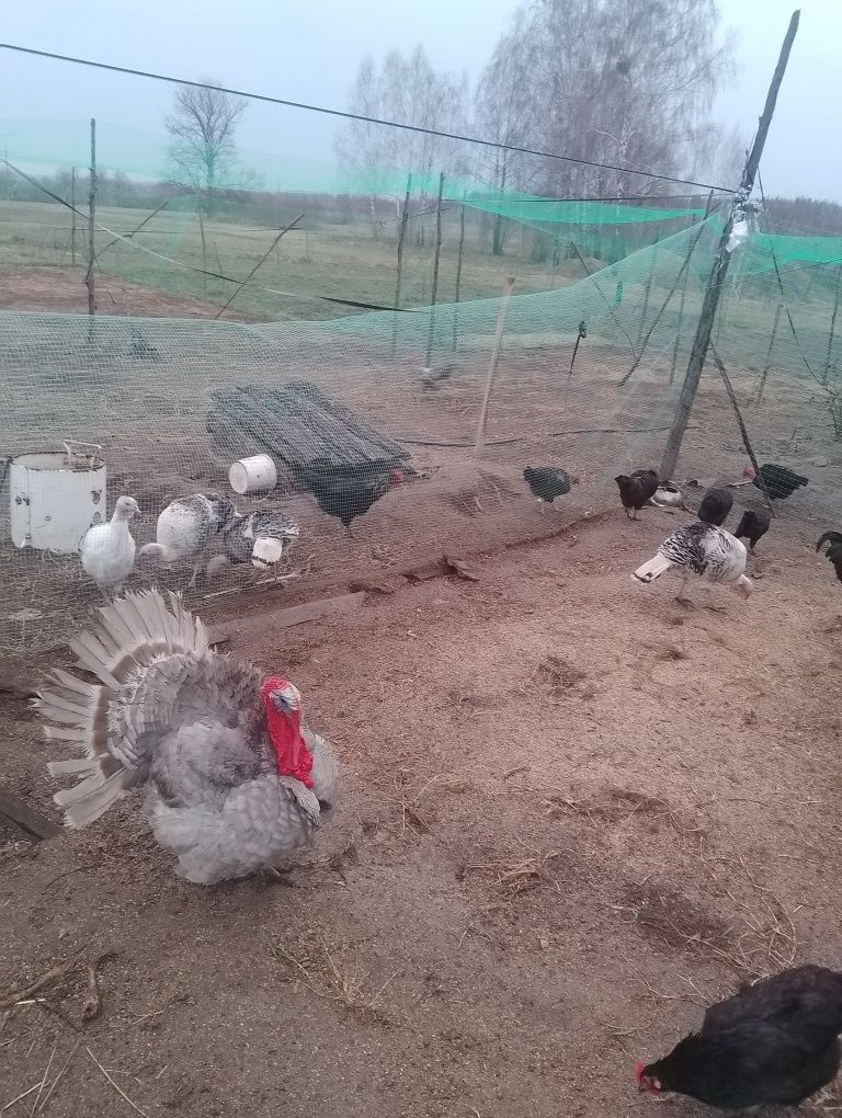 Інкубаційне яйце індика