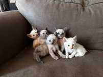 Gatinhos de rua para dar