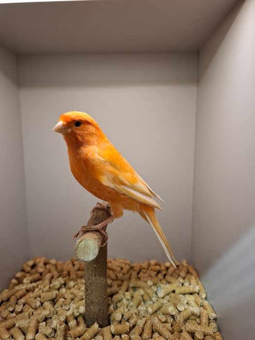 Kanarki czerwone,  samce.