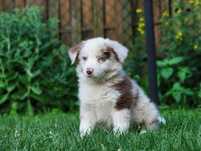 Border collie do odbioru