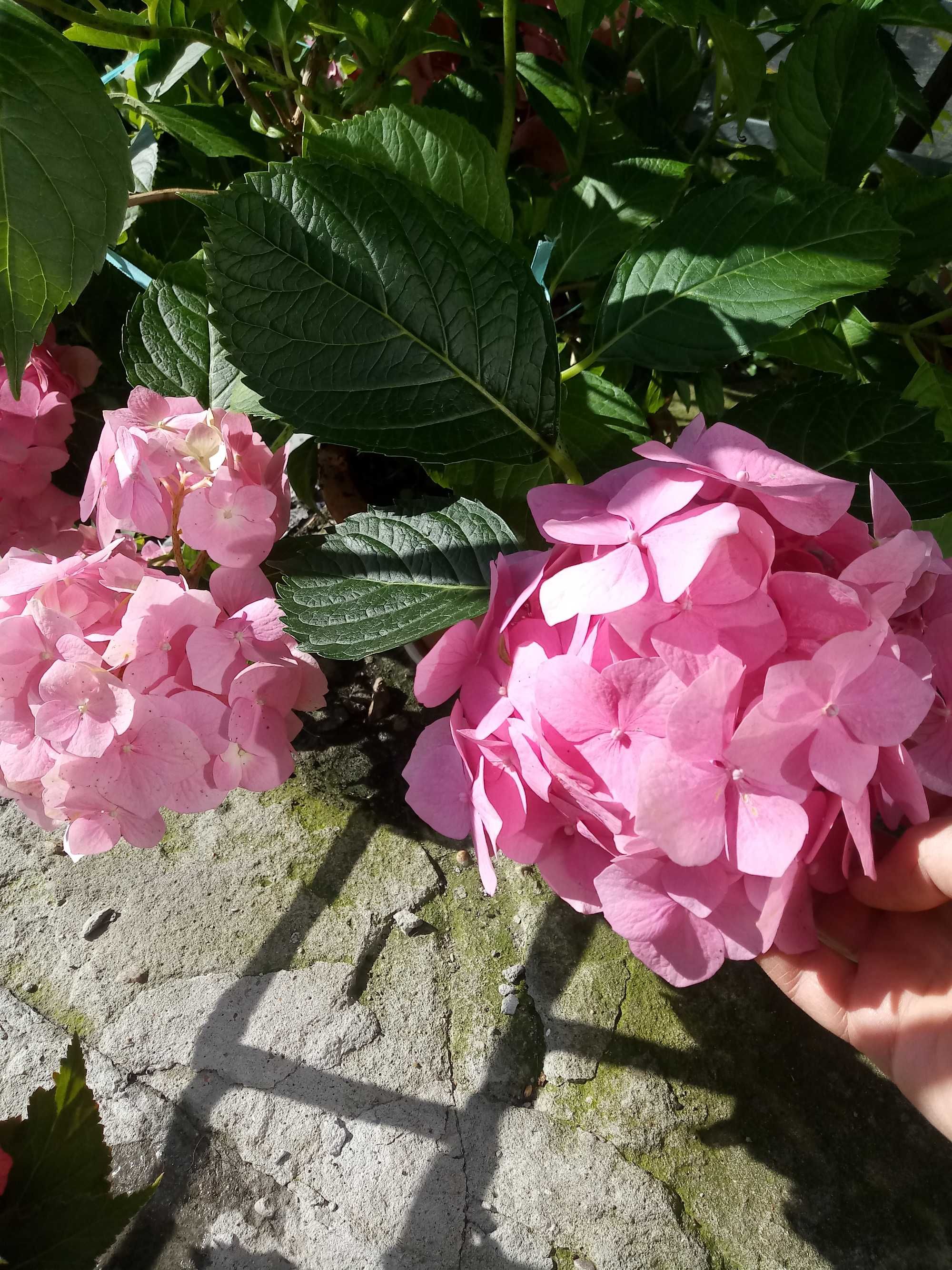 Hortensja ogrodowa różowy kwiat w doniczkach z pąkami. Duże krzaki.
