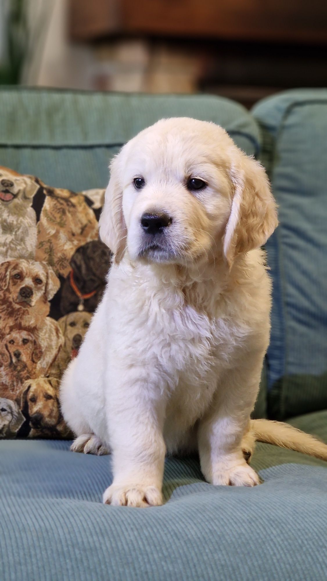 Golden Retriever Szczeniak FCI ZKwP