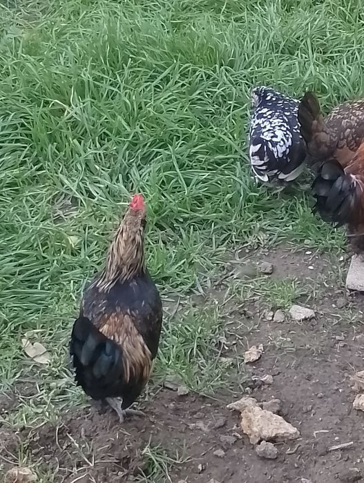 Карликові півні .