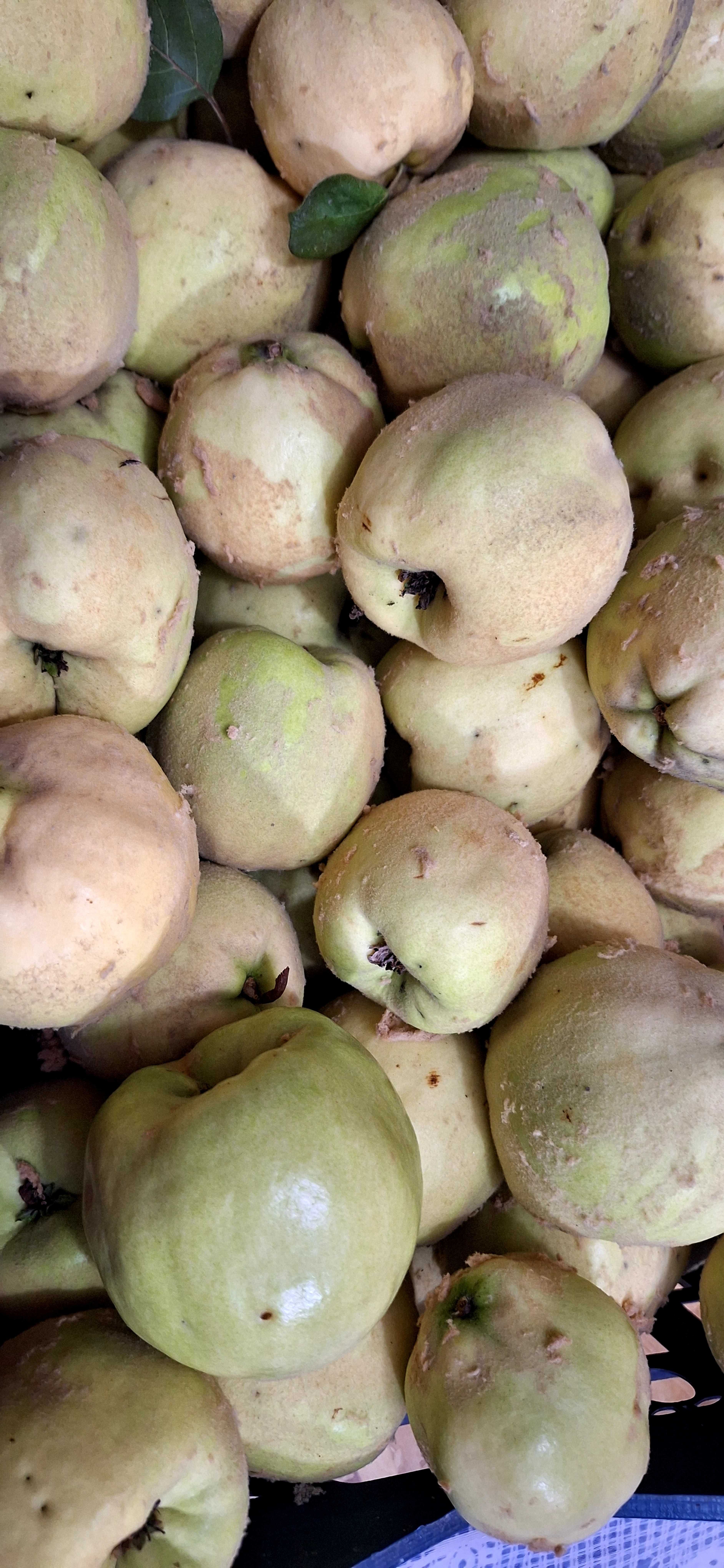 Vendo marmelos maduros