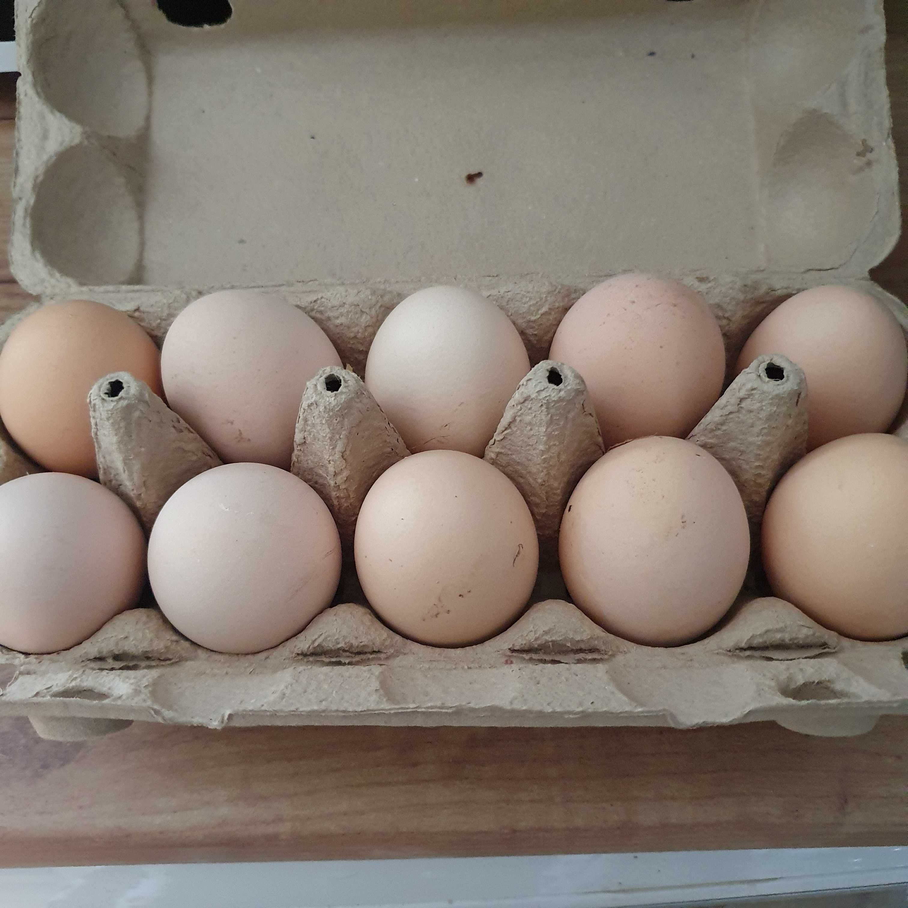 Jajeczka swojskie